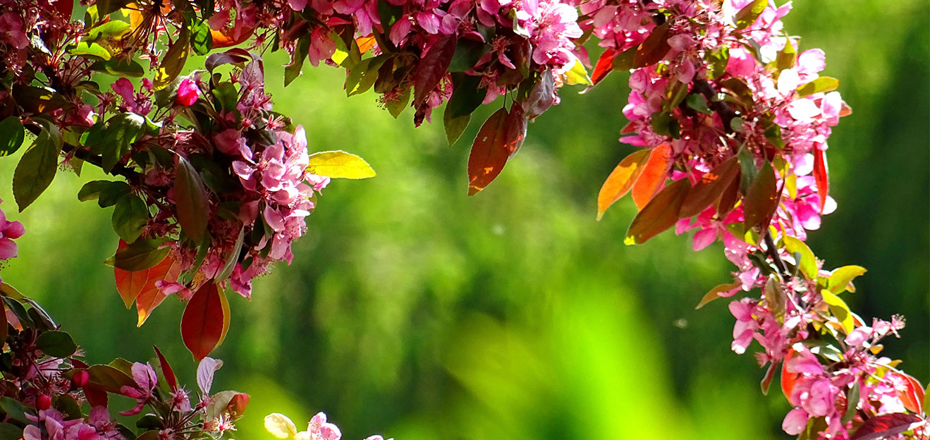 Árboles para plantar en jardines pequeños - Garden Ventura