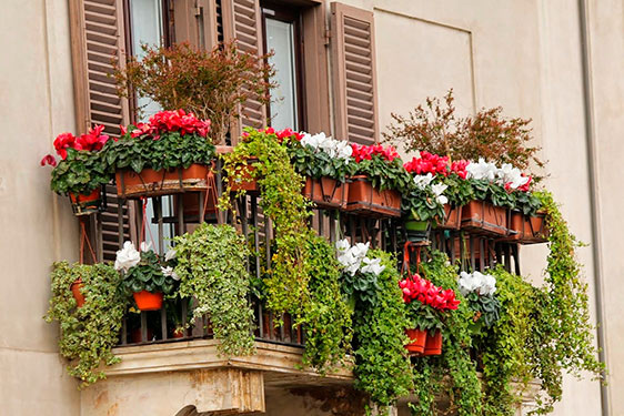 5 flores de primavera para adornar tu balcón
