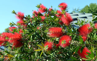 Callistemon, flores durante muchos meses