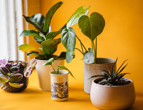 Cómo decorar tu casa con plantas de interior