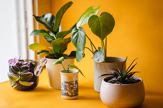 Cómo decorar tu casa con plantas de interior