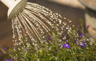 Consells del teu centre de jardineria per detectar el reg excessiu