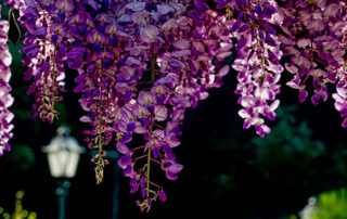 Flores trepadoras para decorar tu jardín esta primavera