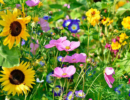 Per què no tots els jardins són ecològics?